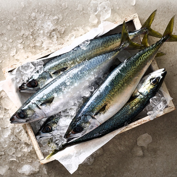 [제주특선] 제주맛남 고등어살 10팩(대/팩당160g이상)