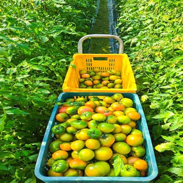 (제철도매)- (특가)농가B 정품 짭짤이 대저토마토-2,5kg