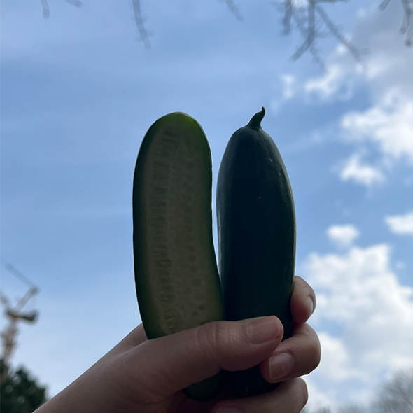 (제철도매) 수분가득 아~삭아~삭 국내산 -미니오이 500g,1kg,2kg