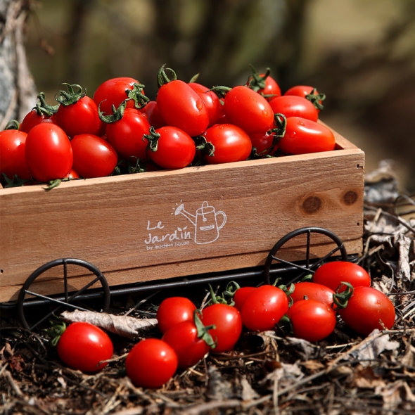 [형원농장] 더프리미엄 자연이 선물한 작은보석 레드푸드 정품 대추방울토마토 3kg