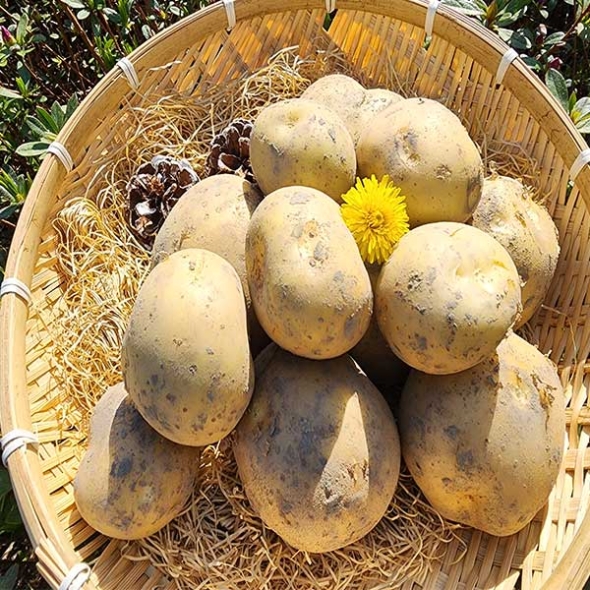 (제철도매)포근포근  햇 설봉감자 5kg-[산지직송]