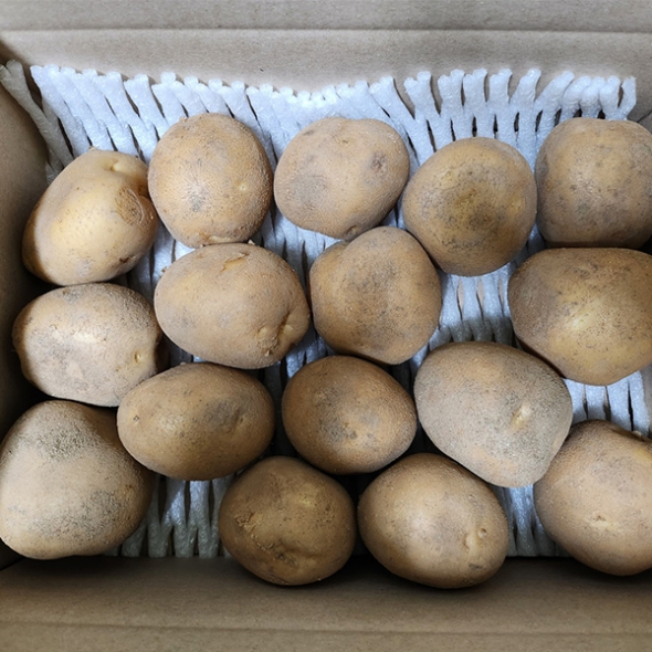 [오커최고] 포슬 감자 2kg 3kg 5kg 중 대 특 왕특 사이즈