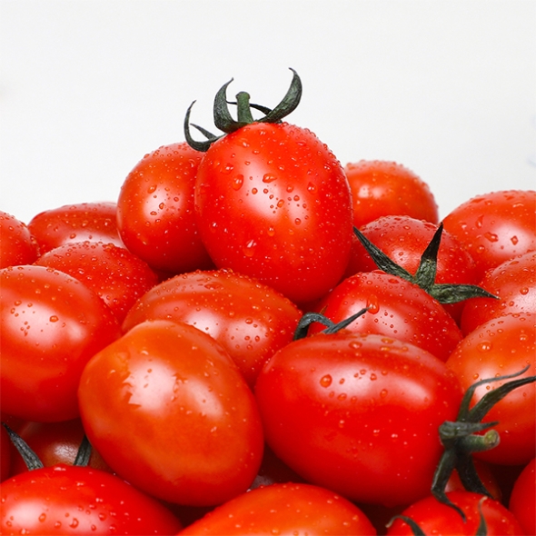 스테비아 방울토마토(푸)