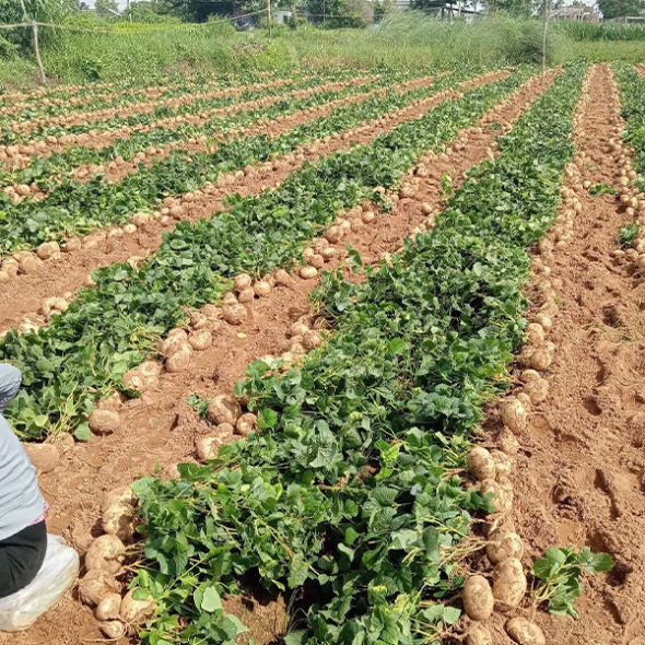수분가득  아삭한  슈퍼푸드  히카마(얌빈)