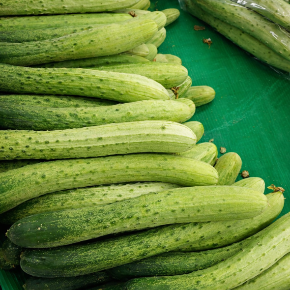 [산지직송]아삭아삭 수분이 가득한 백다다기 오이 2kg/3kg/4kg/4.5kg/5kg/10kg