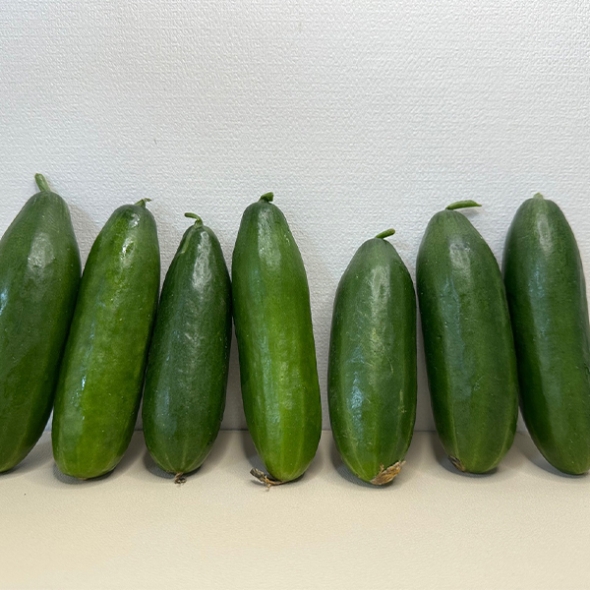 (제철도매) 수분가득 아~삭아~삭 국내산 -미니오이 500g,1kg,2kg