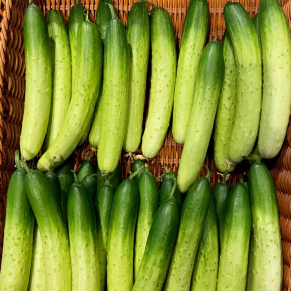 [농협] 한아름드린 신선 백다다기 오이 2/3/5/10kg(1kg당4-6개내)