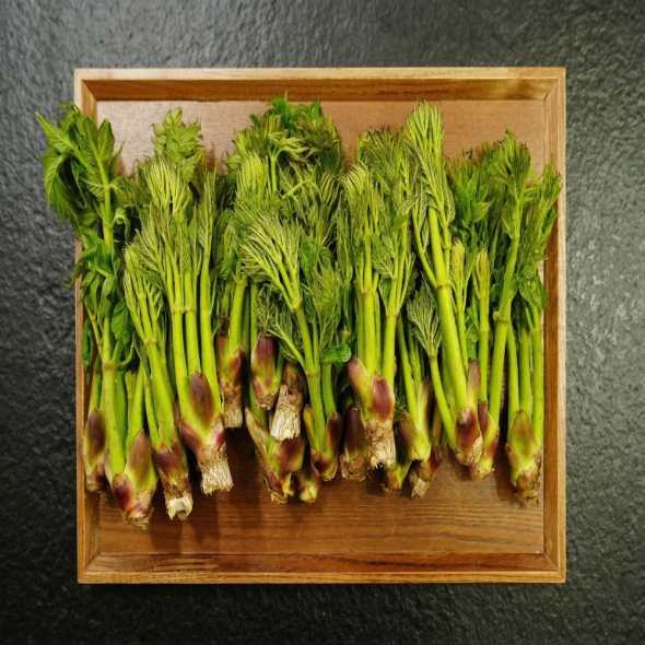 [산지직송]쌉싸름한 봄맛 국내산 참두릅 300g/500g/1kg/1.5kg/2kg