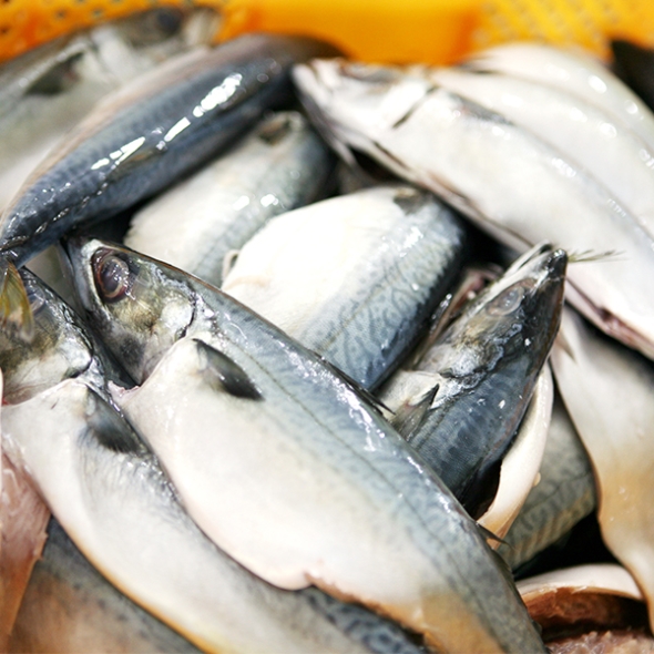 [오커최고] 안동 간고등어 한마리 5팩