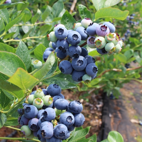 [오커브팜] 무농약 블루베리 생과 200g