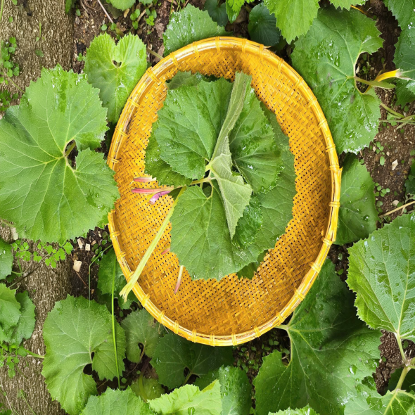 [산지직송]향긋하고 쌉싸름한 봄의맛 국내산 머위나물 300g/500g/1kg/2kg