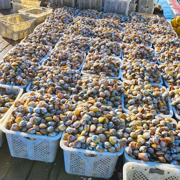 [오커늘푸] 새부리 새조개 여수 새조개 얼음포장