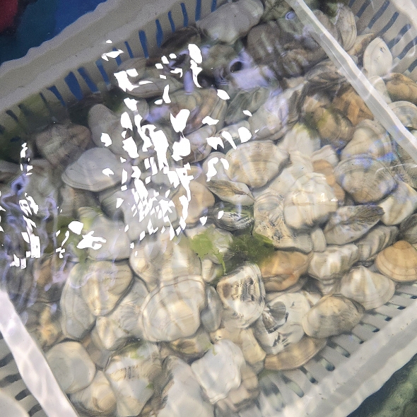 동해안 자연산 비단조개(특대 사이즈) 1kg