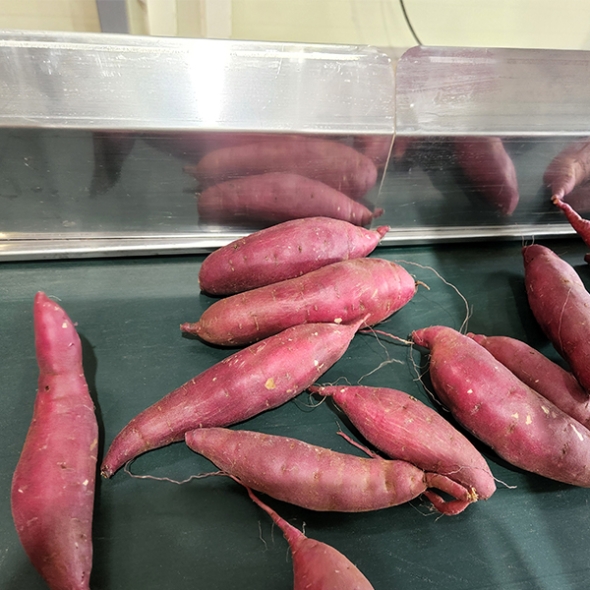 (제철도매) 달콤한 베니하루까-해남 호박고구마