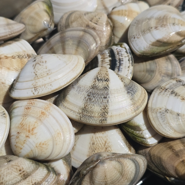 동해안 자연산 비단조개(특대 사이즈) 1kg