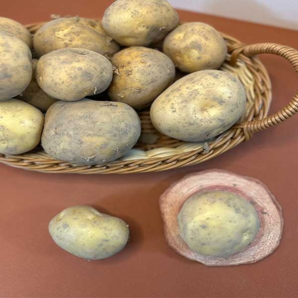 (제철도매)포근포근  햇 설봉감자 5kg-[산지직송]