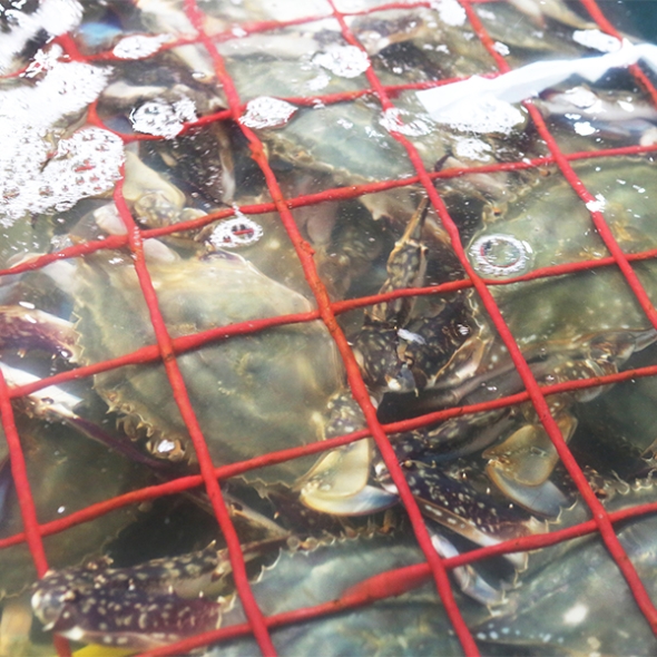 [오커최고] 서해안 활 암꽃게 1~3kg