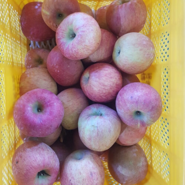 [청송_햇사과] 가정용_부사 1kg [중소과/중대과]