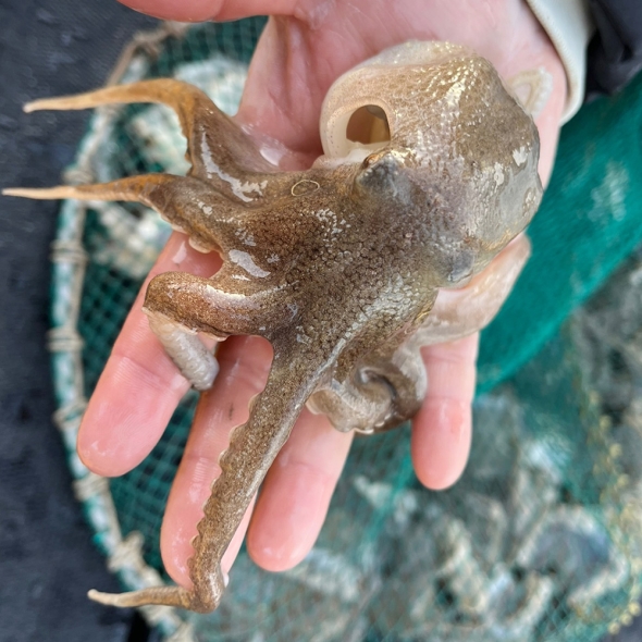 서해 자연산 활 쭈꾸미 1kg