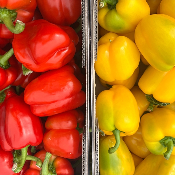 국내산 파프리카(푸)