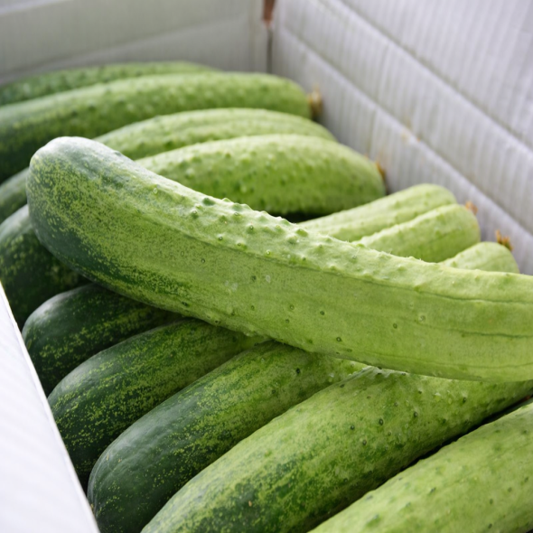 [산지직송]아삭아삭 수분이 가득한 백다다기 오이 2kg/3kg/4kg/4.5kg/5kg/10kg