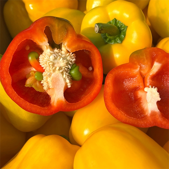 국내산 파프리카(푸)