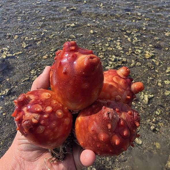 (제철도매) 통영 선자작송 -통멍게 1kg,3kg(가성비)