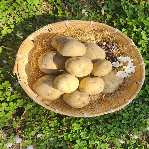 (제철도매)포근포근  햇 설봉감자 5kg-[산지직송]