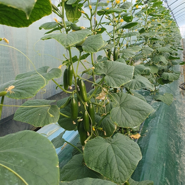 (제철도매) 수분가득 아~삭아~삭 국내산 -미니오이 500g,1kg,2kg