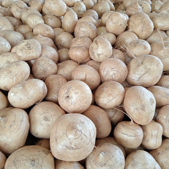 [신한카드 할인]  수분가득  아삭한  슈퍼푸드  히카마(얌빈)