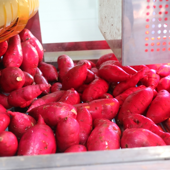 (제철도매) 달콤한 베니하루까-해남 호박고구마