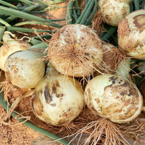 [신한카드 할인!] [햇양파] 국내산_달달한 양파 [2kg-4kg/특상/중소과] 