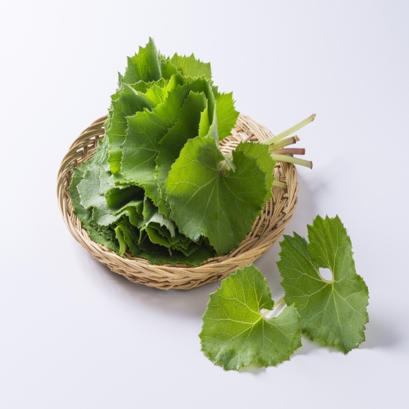 [산지직송]향긋하고 쌉싸름한 봄의맛 국내산 머위나물 300g/500g/1kg/2kg