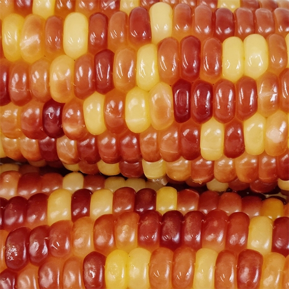 (제철도매) 탱글 쫀득한 -홍찰옥수수