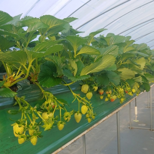 (제철도매) 충남 논산 -고당도 설향딸기[주문 즉시 수확]