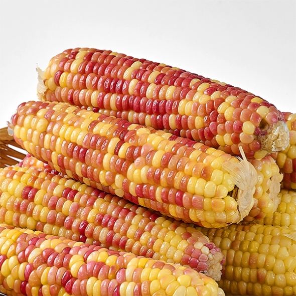 (제철도매) 탱글 쫀득한 -홍찰옥수수