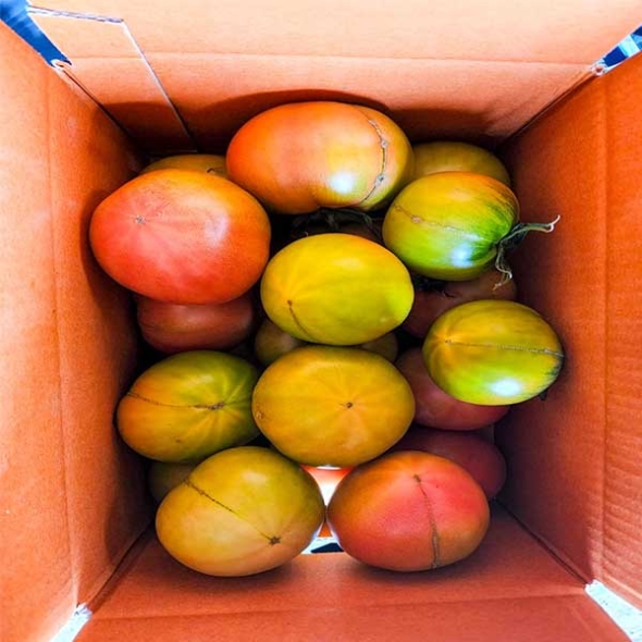 (제철도매)- (특가)농가B 정품 짭짤이 대저토마토-2,5kg