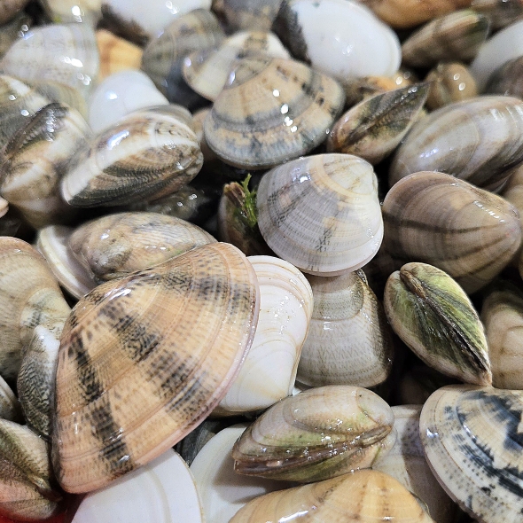 동해안 자연산 비단조개(특대 사이즈) 1kg