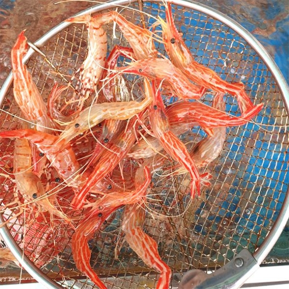 동해안  독도새우(푸)