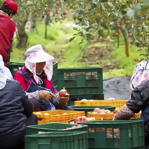 [부엌애]  장수사과 부사사과 못난이/정품사과 2kg~4.5kg