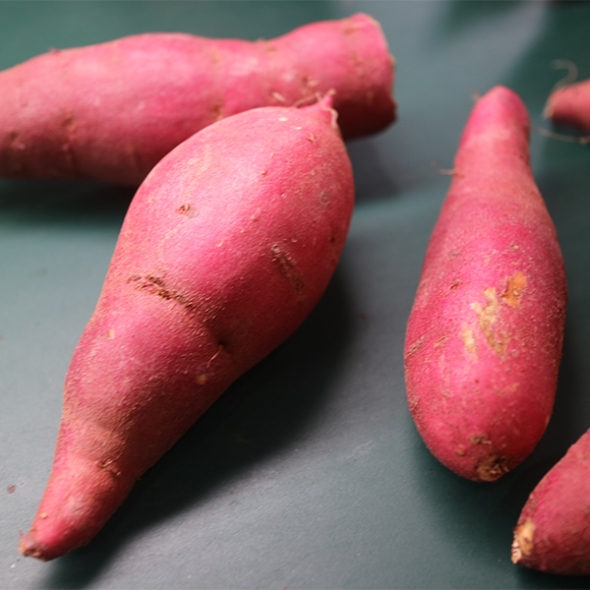 (제철도매) 달콤한 베니하루까-해남 호박고구마