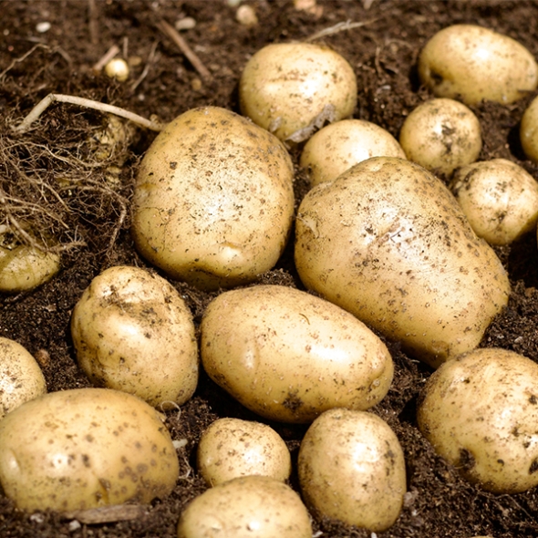 [오커최고] 포슬 감자 2kg 3kg 5kg 중 대 특 왕특 사이즈