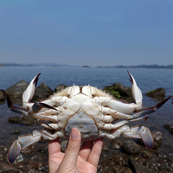 [보름데이] 서해안  활 암꽃게(푸)