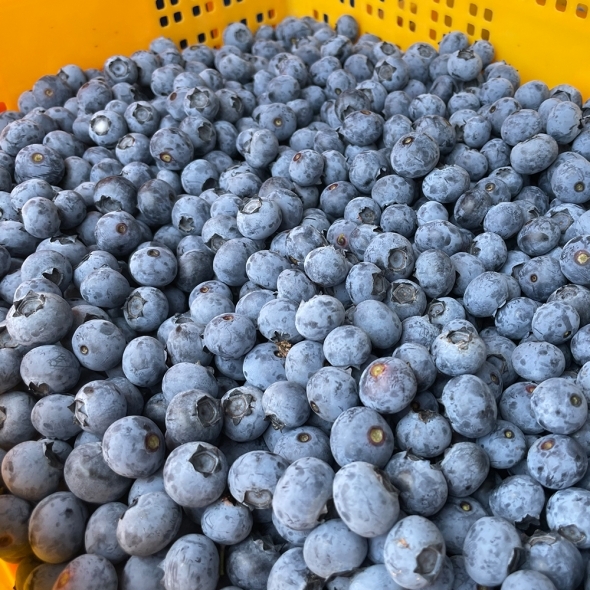 [오커브팜] 무농약 블루베리 생과 200g