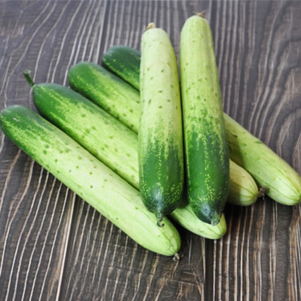 [농협] 한아름드린 신선 백다다기 오이 2/3/5/10kg(1kg당4-6개내)