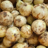 [신한카드 할인!] [햇양파] 국내산_달달한 양파 [2kg-4kg/특상/중소과] 