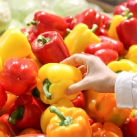 국내산 파프리카(푸)