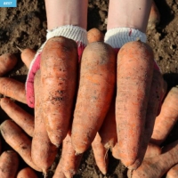 [첫출하/제주 구좌 햇당근] 제주 구좌당근 [2kg-5kg(왕/중/특상)]