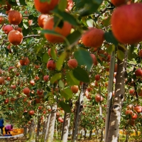 [부엌애]  장수사과 부사사과 못난이/정품사과 2kg~4.5kg