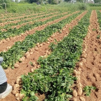 수분가득  아삭한  슈퍼푸드  히카마(얌빈)